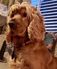 A cute cocker spaniel sat on a sofa